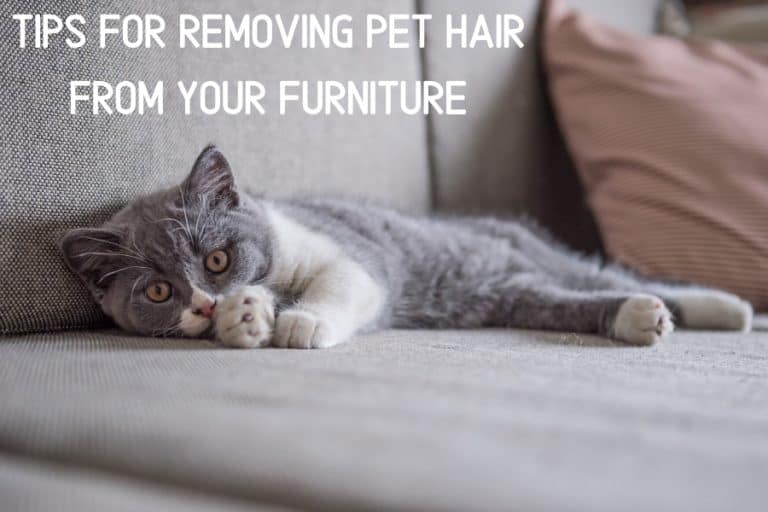 Tips Ror Removing Pet Hair From Your Upholstered Furniture